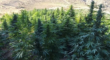 Çeşme'de kök kenevir operasyonu