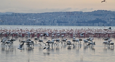 Çiğli’nin Pembe Misafirleri 10 Festivalde Ödüle Aday