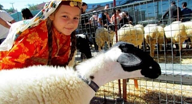 7. Ovacık Tarım ve Sakız Koyunu Festivali Başlıyor