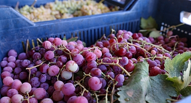 Buca’da bağ bozumu bereketi yurttaşla paylaşıldı