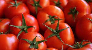 Domatesin ihracı izinsiz yapılamayacak