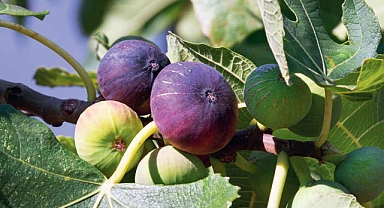 İmbat rüzgarı inciri vurdu!