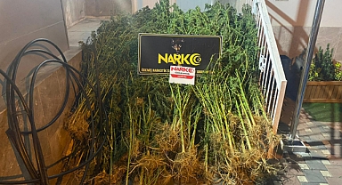 İzmir'de kenevir tarlasına baskın