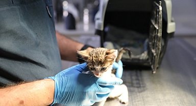 Narlıdere'de Can Dostlara Özel İlgi