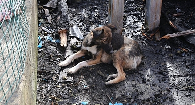 Yavrularını kaybeden anne köpek enkazın başından ayrılmıyor