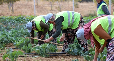 Bucalı çiftçilerden kış sezonunun ilk hasadı