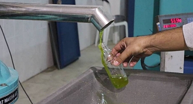 Foça'da erken hasat zeytin sıkımı başladı 