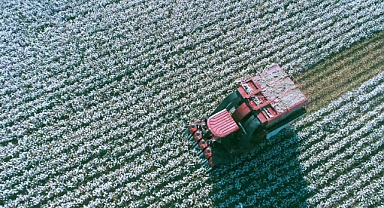 Kınık'ta pamuk hasadı başladı 