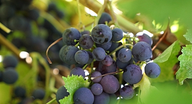 Menderes Belediyesi’nden tarım seferberliği