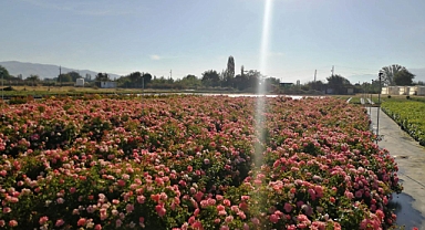 Ödemiş’ten Başkent’e “gül” köprüsü: “Teşekkürler Mansur Başkan” 