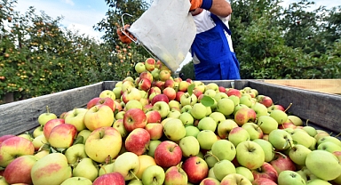 Egeli yaş meyve sebze ihracatçıları Asya pazarına odaklandı
