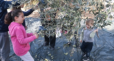 Foça'da zeytin hasadı şenlikle başladı 