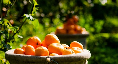 Karaburun’da bu pazar “Turuncu Şenlik” var