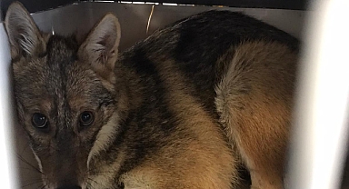 Kaza geçiren çakal ameliyat edildi