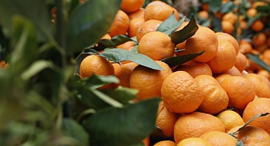 Seferihisar 22. Mandalina Şenliği’ne hazır