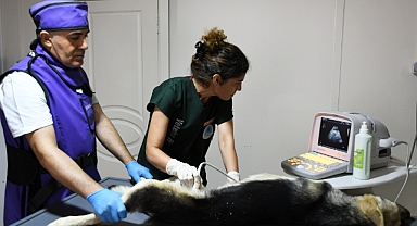 Can dostlara kesintisiz hizmet!