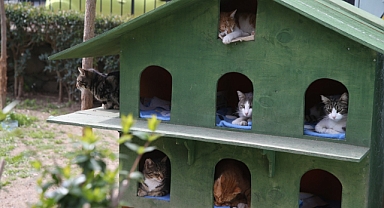 Karşıyaka'da günde 150 can dosta şifa 