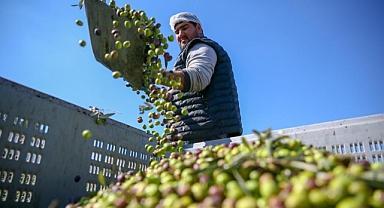 Yeni Şakran’ın aromatik zeytinyağları sofralardaki yerini alıyor