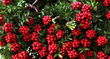 Yılbaşı çiçeği kokina yoğun ilgi görüyor 