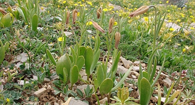 Anamur’da yeni bir ters lale türü keşfedildi