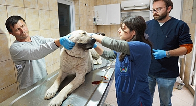 Gaziemir’de 27 bin 631 hayvana veteriner sağlık hizmeti