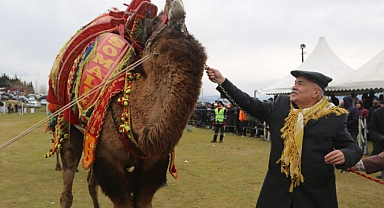 Pehlivan develer Torbalı Arenasına inecek