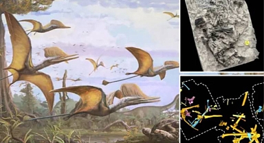 166 milyon yıl önce yaşamış yeni dinozor türü bulundu