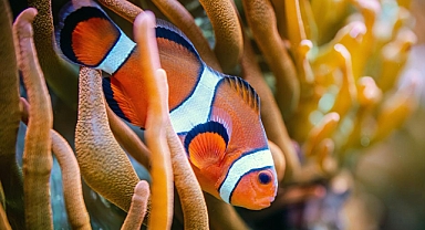 Japon bilim insanları: Nemo'lar yalnız kalmayı seviyor