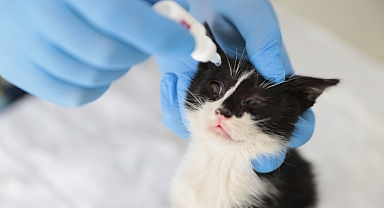 Konak, can dostlarının yanında